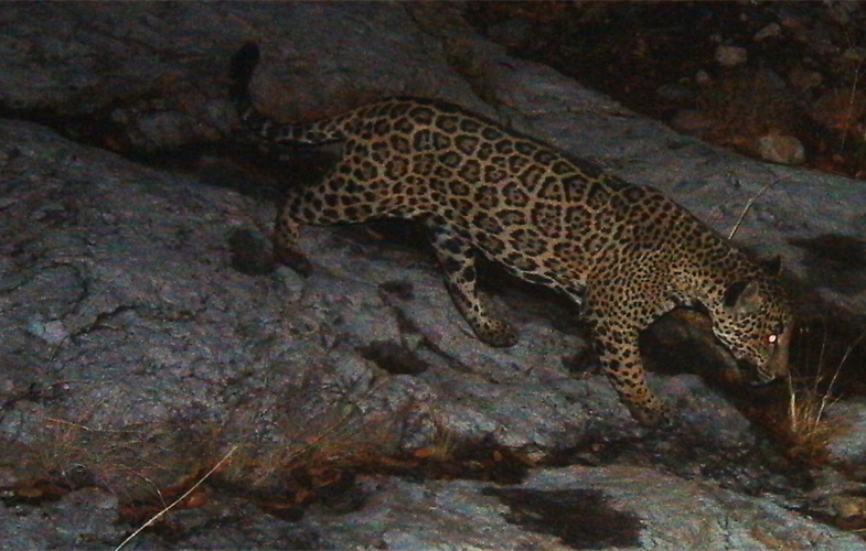 Camera trap jaguar southern Arizona CREDIT USFWS UA 